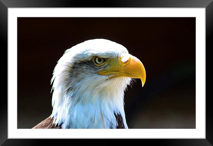 beautiful eagle Framed Mounted Print by nick wastie