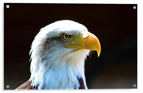 beautiful eagle Acrylic by nick wastie