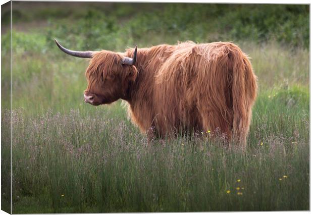 Red highland cattle Canvas Print by Leighton Collins