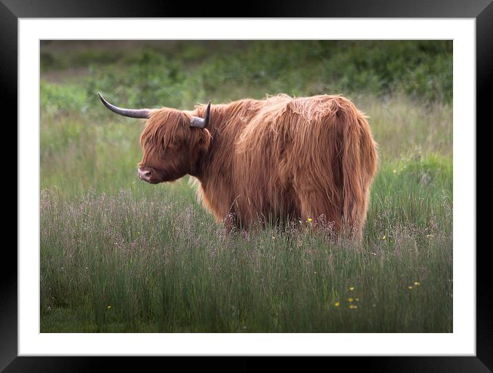 Red highland cattle Framed Mounted Print by Leighton Collins
