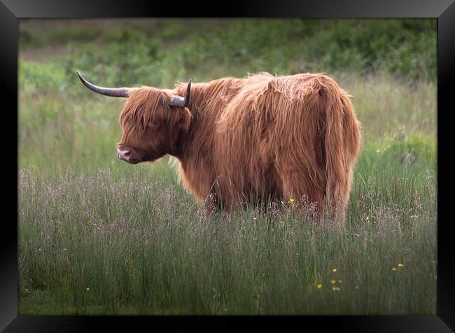 Red highland cattle Framed Print by Leighton Collins