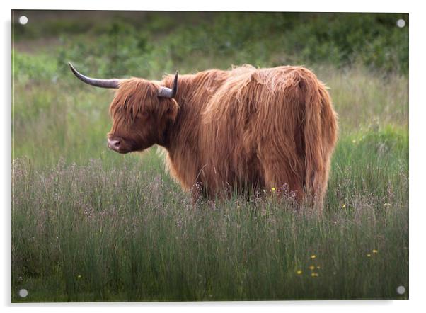 Red highland cattle Acrylic by Leighton Collins