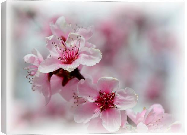BLOSSOM Canvas Print by Helen Cullens