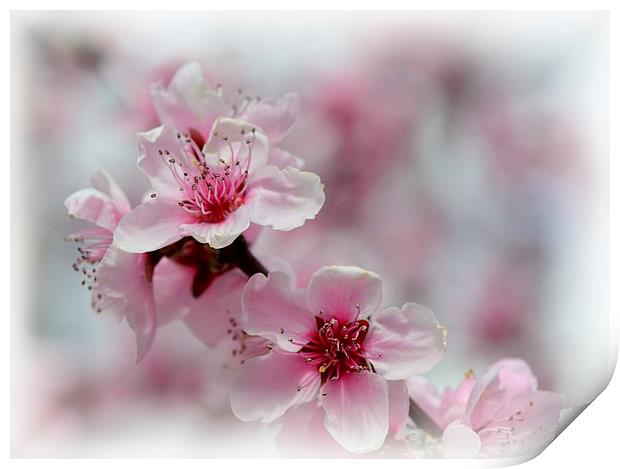 BLOSSOM Print by Helen Cullens