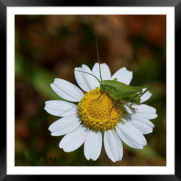 CRICKET ON A DAISY Framed Mounted Print by Helen Cullens