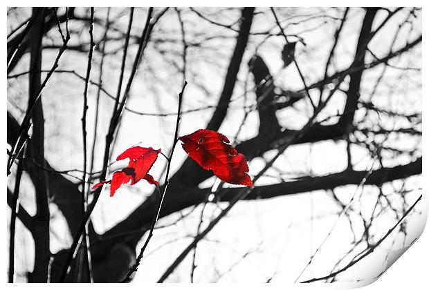 Clinging on to Autumn Print by Andy Heap