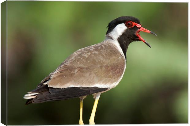 Red Wattled Lapwing Canvas Print by Bhagwat Tavri