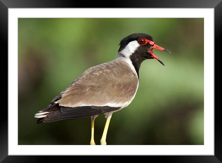 Red Wattled Lapwing Framed Mounted Print by Bhagwat Tavri
