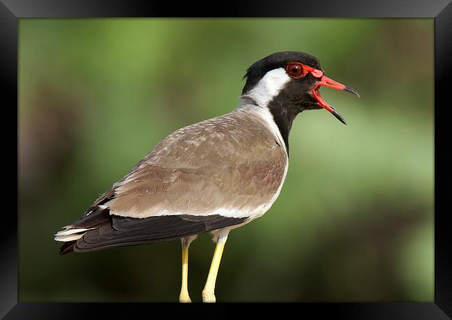 Red Wattled Lapwing Framed Print by Bhagwat Tavri