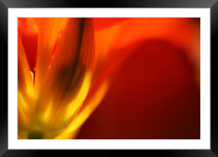 Red      2144_2716 Framed Mounted Print by julie williams