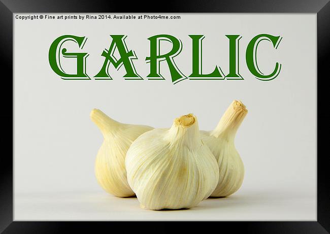 Garlic Framed Print by Fine art by Rina