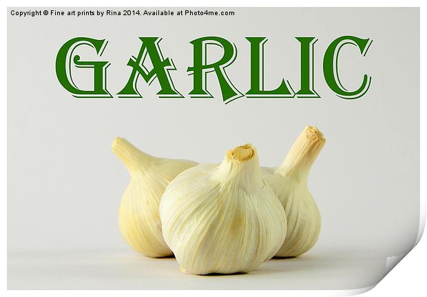 Garlic Print by Fine art by Rina