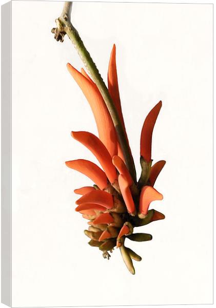 Erythrina lysistemon, the Coral Tree Canvas Print by Jacqueline Burrell