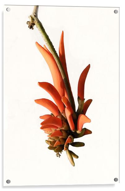 Erythrina lysistemon, the Coral Tree Acrylic by Jacqueline Burrell
