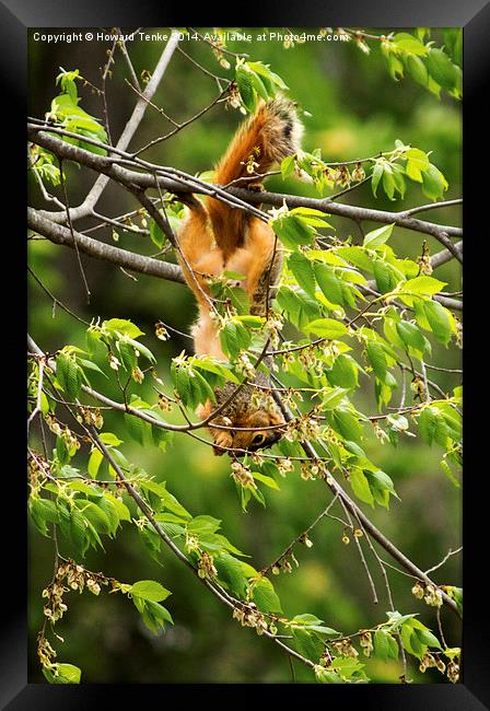 A Squirrely Day Framed Print by Howard Tenke