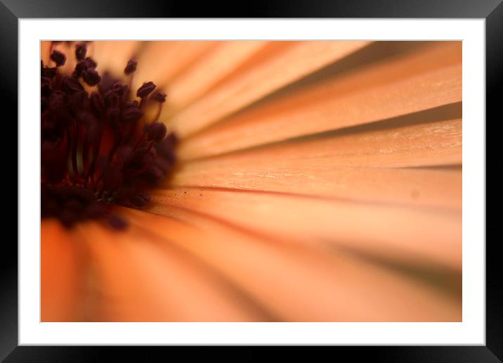 soft focus Framed Mounted Print by carin severn
