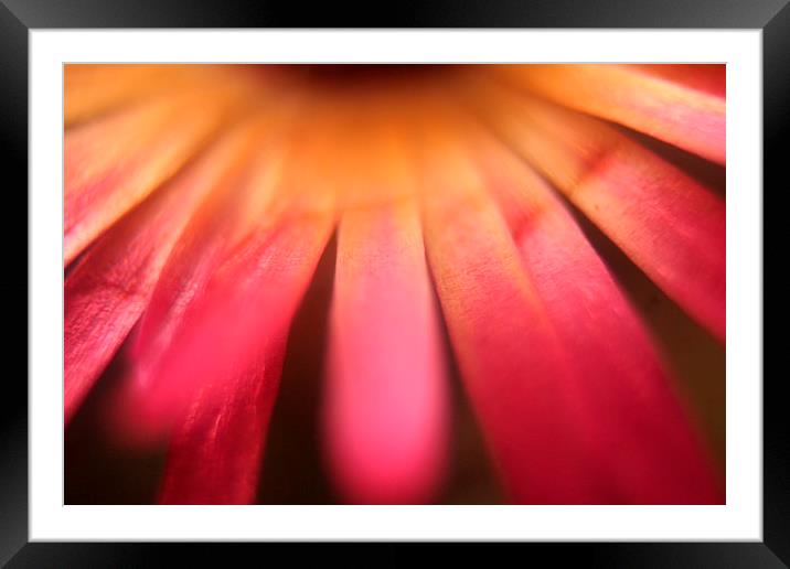 soft focus 2 Framed Mounted Print by carin severn