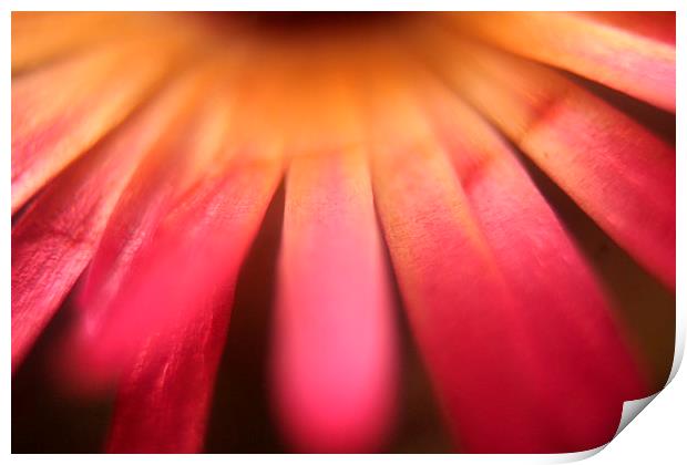 soft focus 2 Print by carin severn