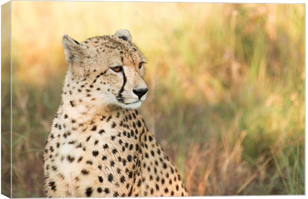 Cheetah Canvas Print by Andrew Sturrock