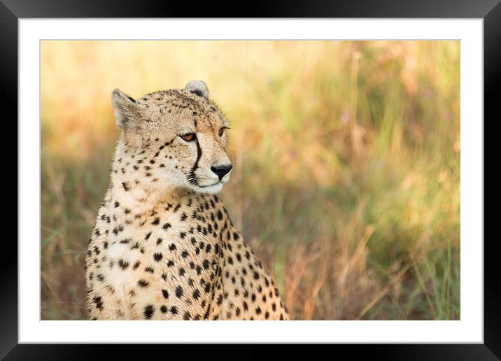 Cheetah Framed Mounted Print by Andrew Sturrock