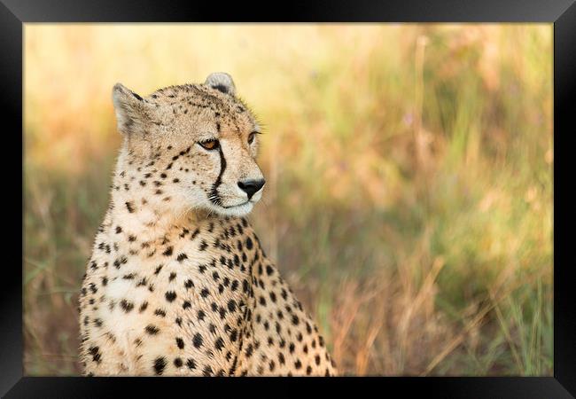 Cheetah Framed Print by Andrew Sturrock