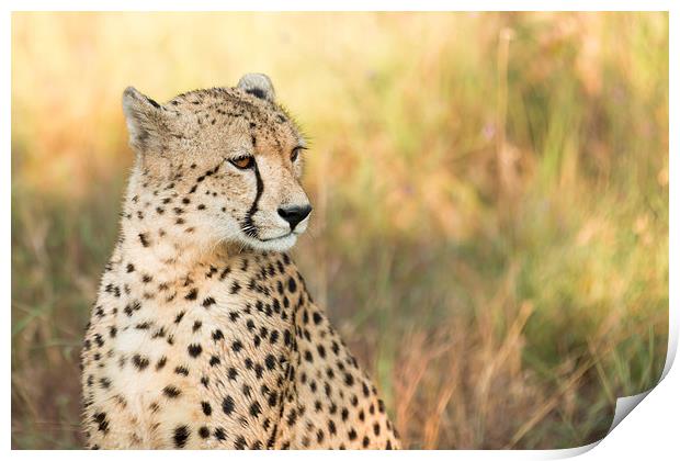 Cheetah Print by Andrew Sturrock