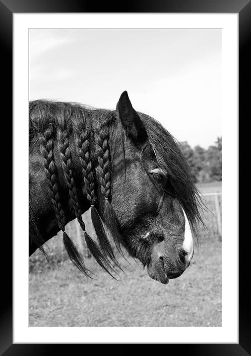 Shire horse with plaited mane Framed Mounted Print by Linda More