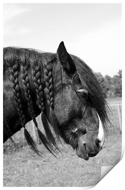 Shire horse with plaited mane Print by Linda More