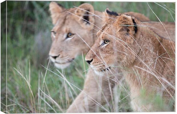 Young Lions Canvas Print by Andrew Sturrock