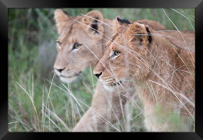 Young Lions Framed Print by Andrew Sturrock