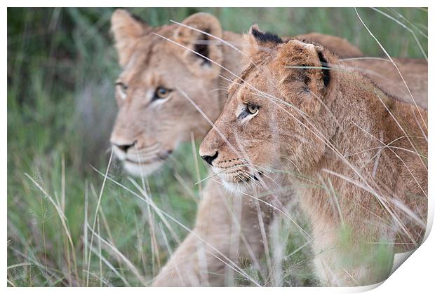 Young Lions Print by Andrew Sturrock