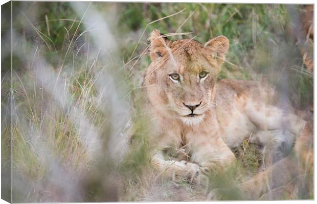 Lion Through The Bush Canvas Print by Andrew Sturrock