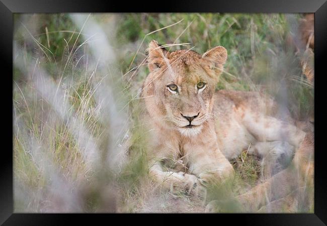 Lion Through The Bush Framed Print by Andrew Sturrock