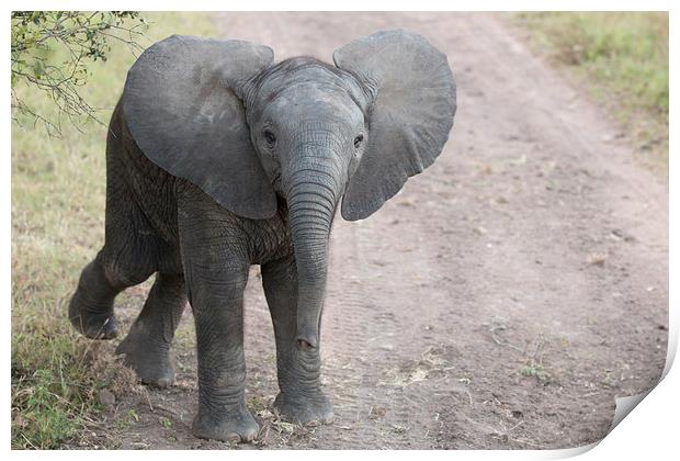 Baby Elephant Print by Andrew Sturrock