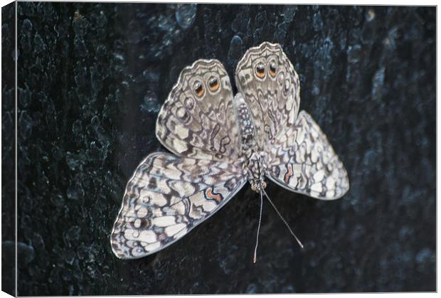 Cracker Butterfly Canvas Print by Keith Thorburn EFIAP/b