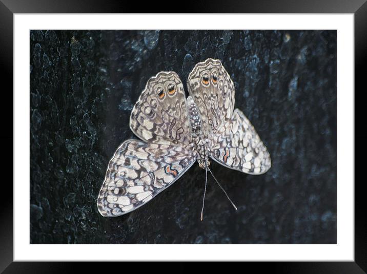 Cracker Butterfly Framed Mounted Print by Keith Thorburn EFIAP/b
