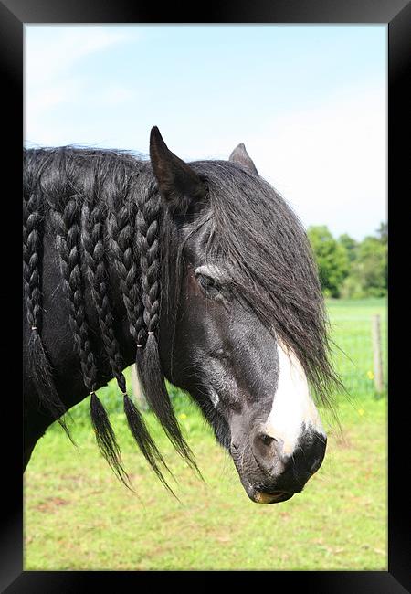 Shire horse with plaited mane Framed Print by Linda More