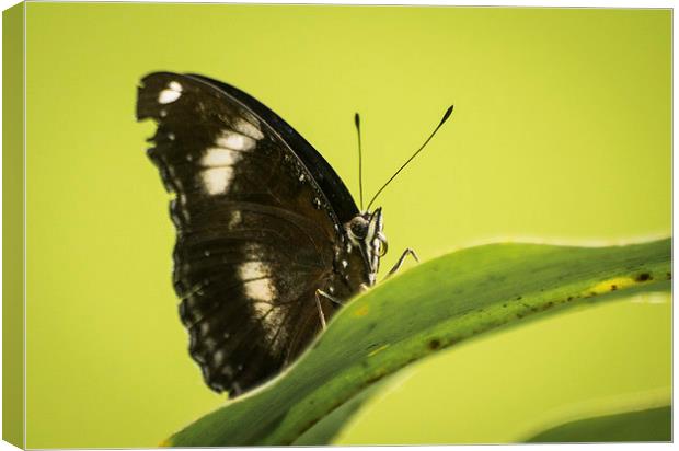 Great Eggfly Butterfly Canvas Print by Keith Thorburn EFIAP/b