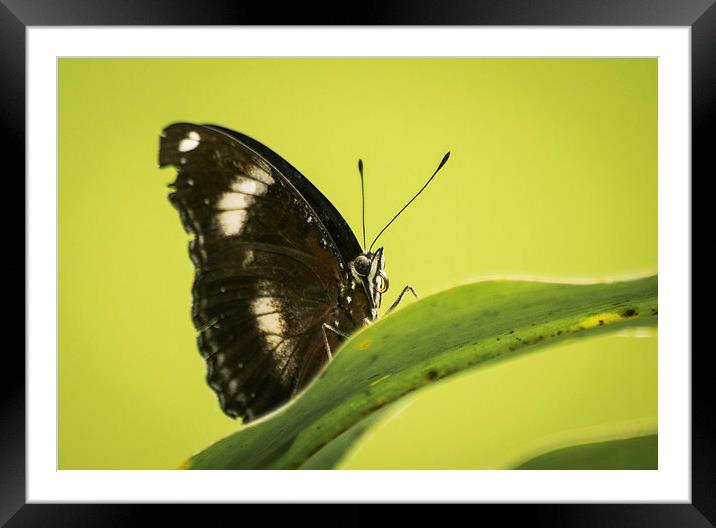 Great Eggfly Butterfly Framed Mounted Print by Keith Thorburn EFIAP/b