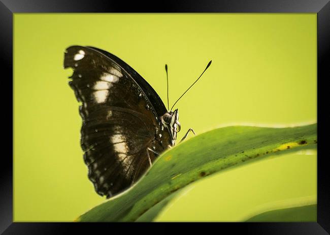 Great Eggfly Butterfly Framed Print by Keith Thorburn EFIAP/b