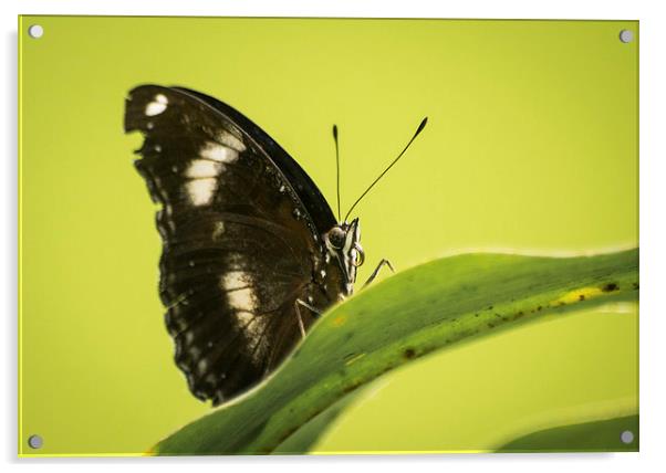 Great Eggfly Butterfly Acrylic by Keith Thorburn EFIAP/b