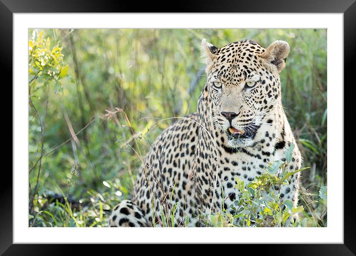 Leopard Framed Mounted Print by Andrew Sturrock