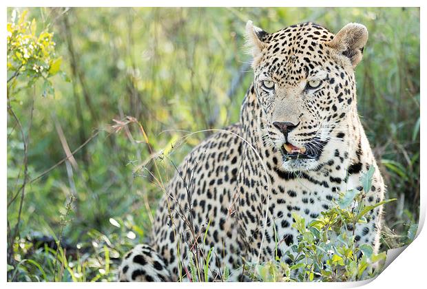 Leopard Print by Andrew Sturrock