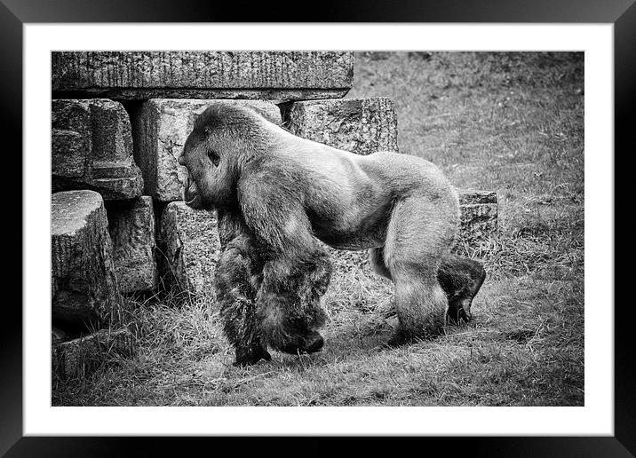 Silverback Framed Mounted Print by David Hare