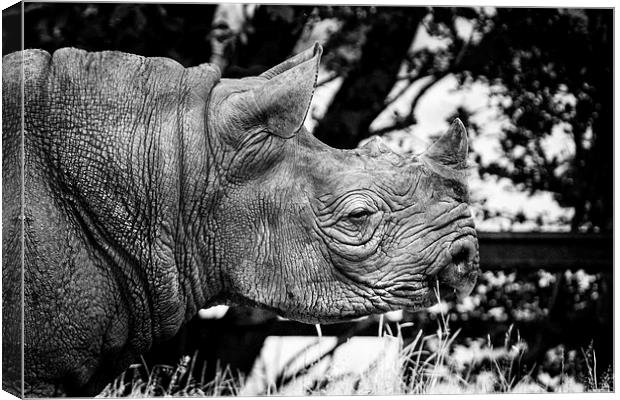 Rhino Canvas Print by David Hare