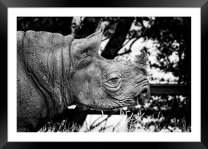 Rhino Framed Mounted Print by David Hare