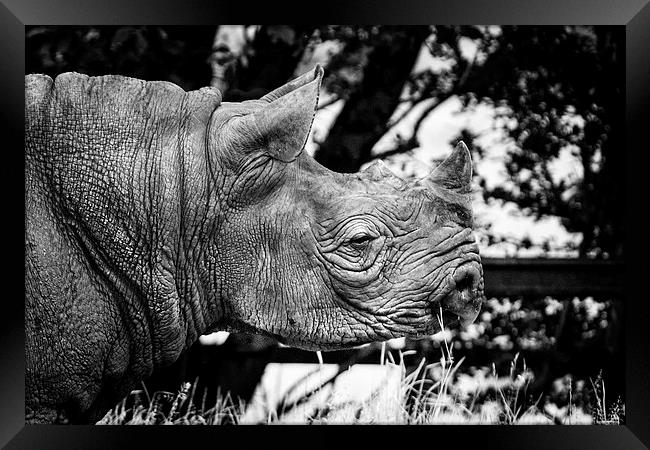 Rhino Framed Print by David Hare