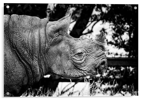 Rhino Acrylic by David Hare