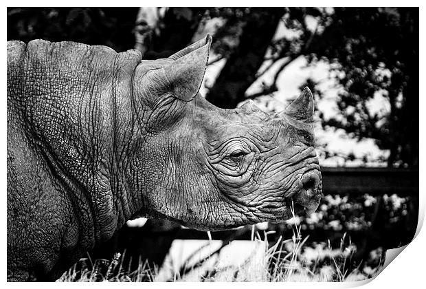 Rhino Print by David Hare