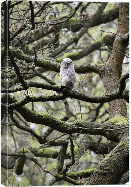 Tiny Tawny in a Tangle of Trees Canvas Print by LISA 